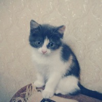 Ризабек Омаров