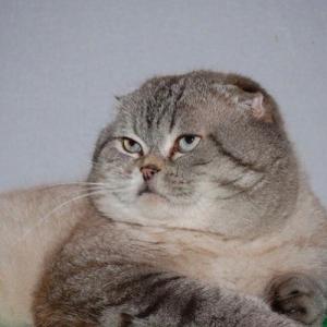Hizorchik