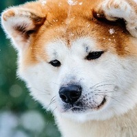 Эрнест Костанян
