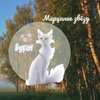 Буран Кот