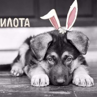 Максим Царевич