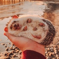 Максим Федоров
