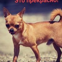 Матвей Мицкевич