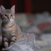 Корней Корженко