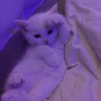 Костя Кобзев