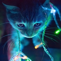 Данил Кот(1)