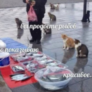 стаф