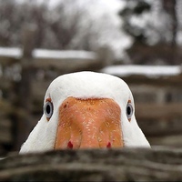 Blorpy Ye