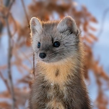 Алексей Красный
