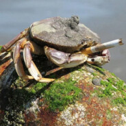 MR.xXxCRABxXx