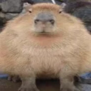 Capibura._.