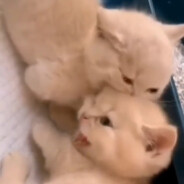 kittygo-