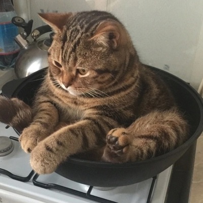Максон Алигаджиев