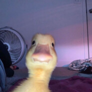 popik