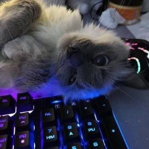 M O R T I S