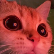 cursed abs0lute :?