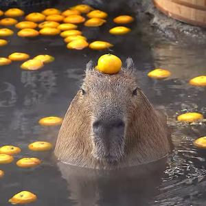 capybara