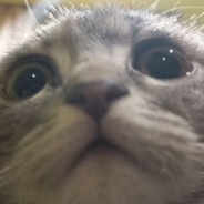 shinzooo