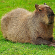 Capybara(1)