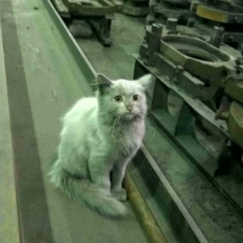 Кот Заводчанин