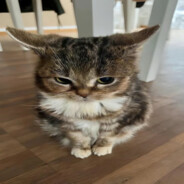 Кто такой SkvizZyyy?