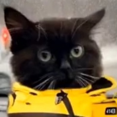 Котик В Машине