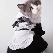 кошка горничная