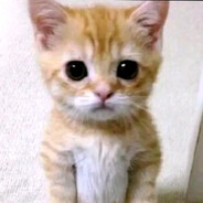 Kote(2)