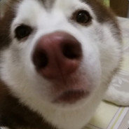 LXST