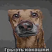 грызть какашки