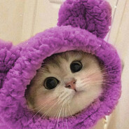 котик(2)