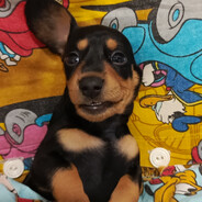 Mems_Dog